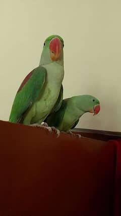Raw parrot