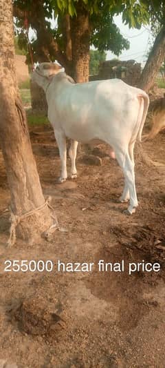 2 dant bail available in reasonable price