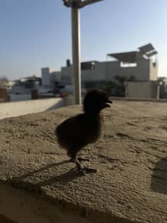 Black heavy Buff Chicks For Sale