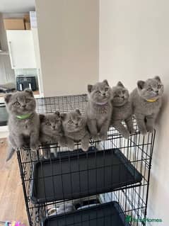 British shorthair kitten available in Pakistan