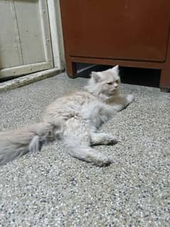 Persian Cat