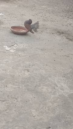 pigeons