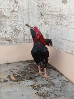 3 male 1 female ande wali