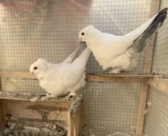 sentient and fantail pigeons