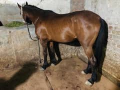Thouroughbred horse