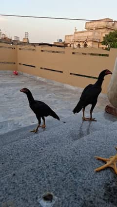 pure aseel mushkay