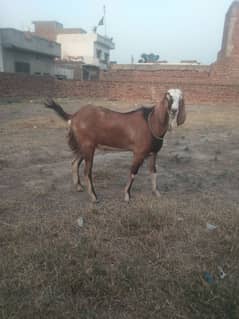 Bakra