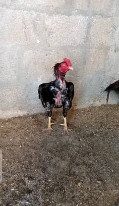 Miawali Aseel