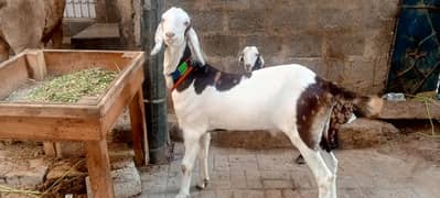 2 daaant khasi bakra