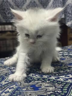 Percian triple coat Kittens