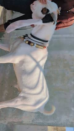 gulabi bakra