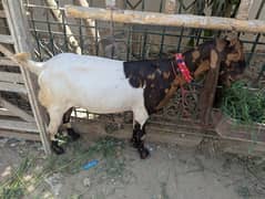 Pregnant kamori bakri