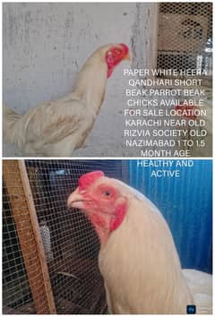 peela aseel heera blood line qandhari chicks