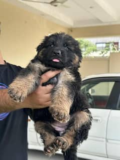 german shepherd