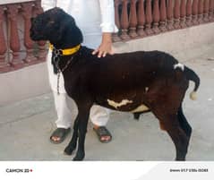 mundra