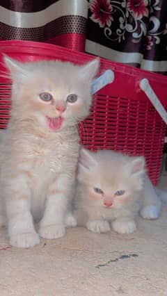 2 Months Old Male Kittens Breed Persian Double Coated