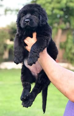 labrador Female Pup pedigree & Microchiped