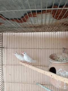 Breeder white java