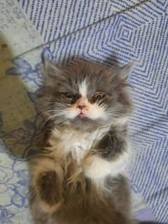 Persian Kitten