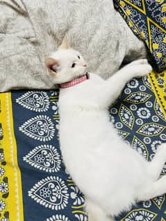 White himalayyan cat for sale
