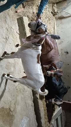 Bakra Faisalabad betal 2 dant ando