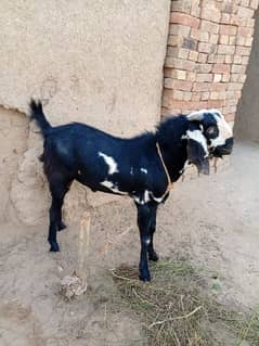 Qurbani k Liye janwer he munasib rate py. . . . . . . . .