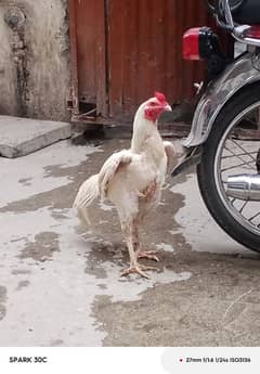 aseel hera patha for sale