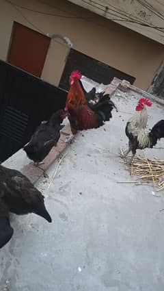 Roaster and egg laying hens available at hole sale price