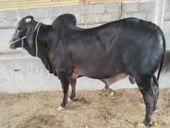 Qurbani