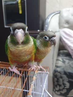 Conure Pair Parrots Hand Taimed