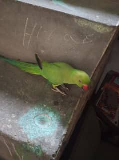 Female 15 month tame and talking