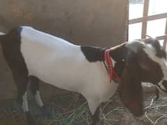 khassi bakray for sale