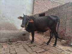 cow