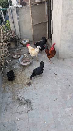 Roosters and Hens for sale