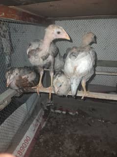 Aseel chicks
