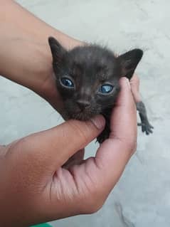persian cat