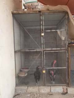 Iron Cage (Strong)