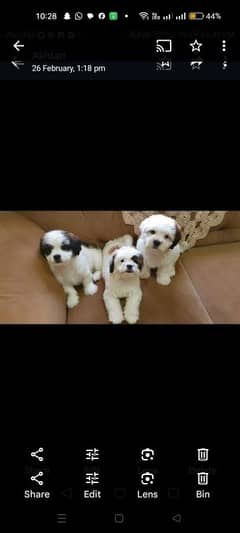 Maltese