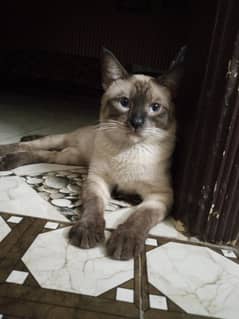 active and healthy male Full vaccinated