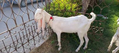 Goats For Sale