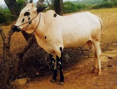 qurbani cow for sale 2025