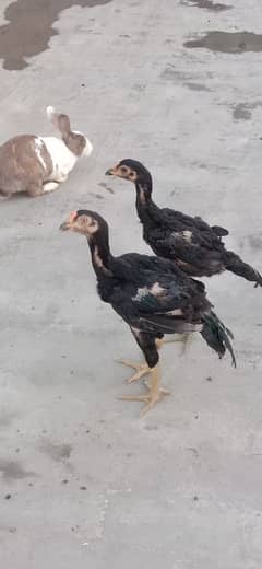 Thai aseel pair