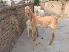 1 bakra 2 dumbe