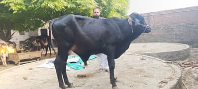 2 dant bull full healthy