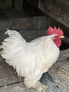 Bantam