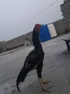 aseel murga