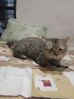 Persian