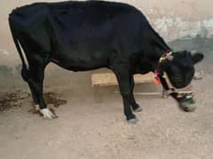 Jersy and Cholistani Cross wachi with 2 months simmon