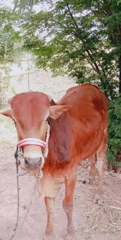 bail fare sale urgent qurbani ke liye WhatsApp number 03=26=74=83=108