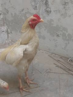murga